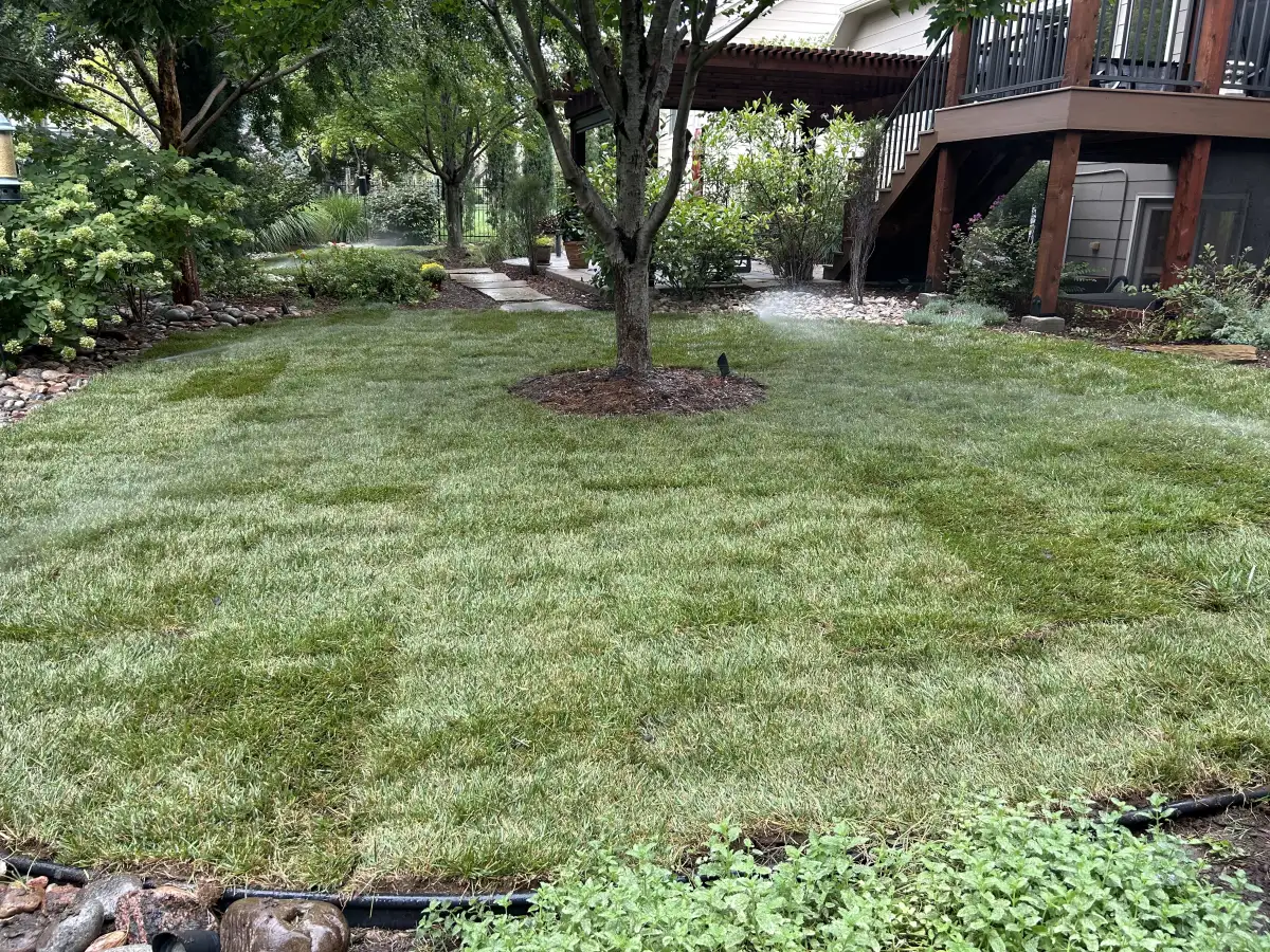 Sprinkler spray watering a maintained backyard lawn