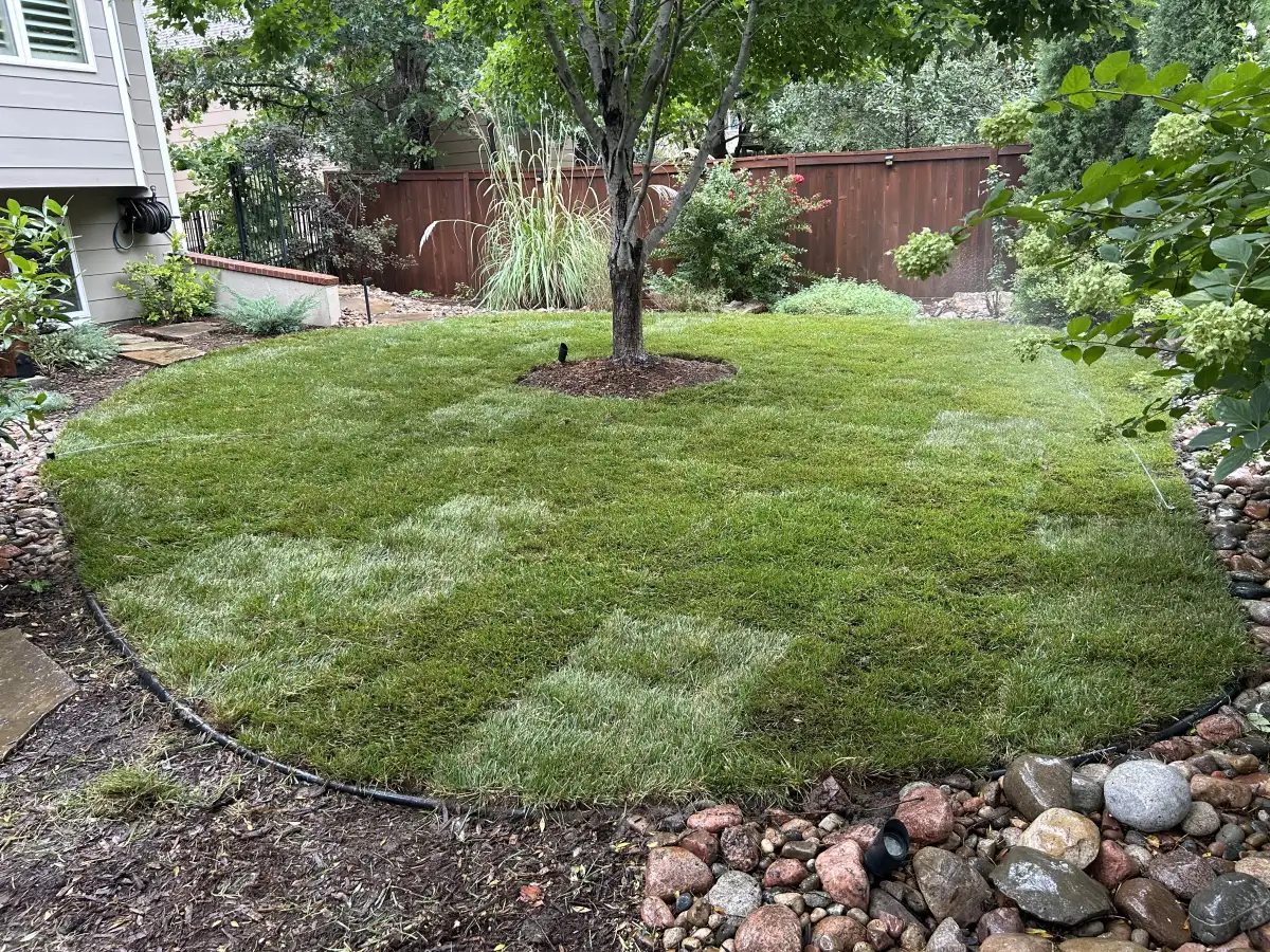 Native and drought-tolerant plants in a Wichita Kansas landscape design